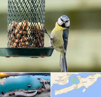 فروشگاه غذای پرندگان در قشم