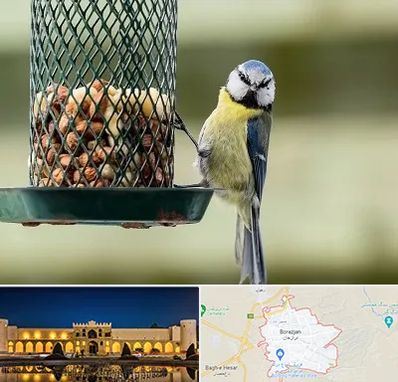 فروشگاه غذای پرندگان در برازجان