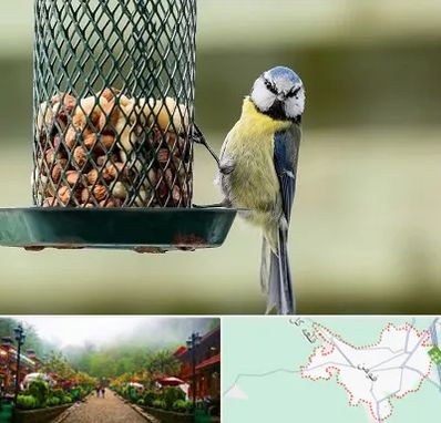 فروشگاه غذای پرندگان در فومن