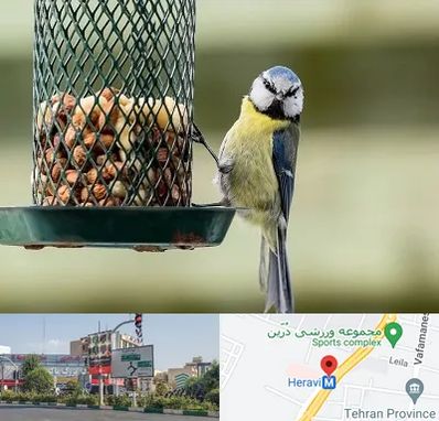 فروشگاه غذای پرندگان در هروی