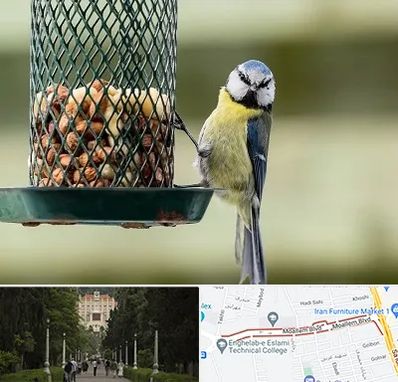 فروشگاه غذای پرندگان در بلوار معلم رشت