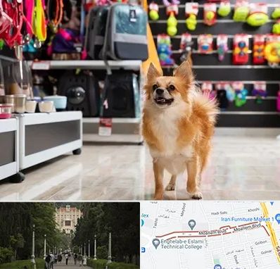 فروشگاه لوازم سگ در بلوار معلم رشت