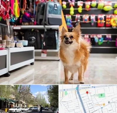 فروشگاه لوازم سگ در کوی فیروز تبریز