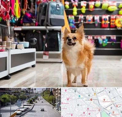 فروشگاه لوازم سگ در خیابان زند شیراز