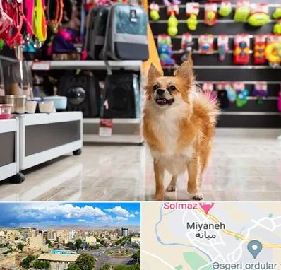 فروشگاه لوازم سگ در میانه