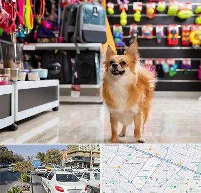 فروشگاه لوازم سگ در مفتح مشهد