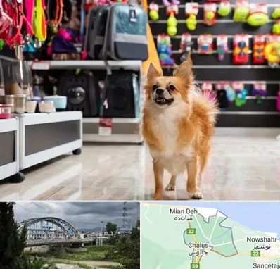 فروشگاه لوازم سگ در چالوس