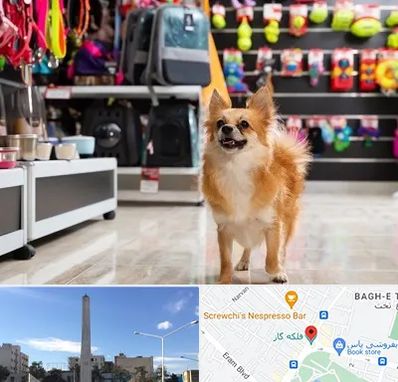 فروشگاه لوازم سگ در فلکه گاز شیراز