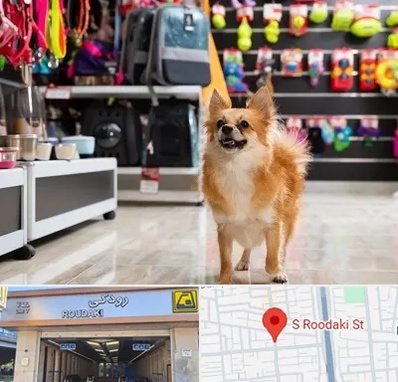 فروشگاه لوازم سگ در رودکی