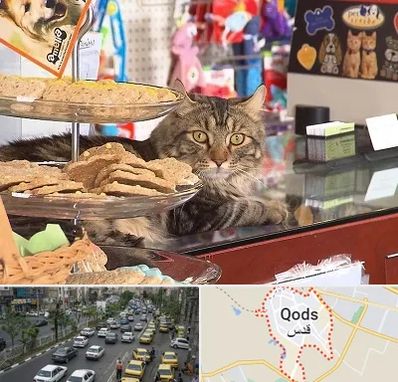 فروشگاه لوازم گربه در شهر قدس