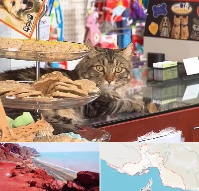 فروشگاه لوازم گربه در هرمزگان