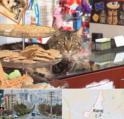 فروشگاه لوازم گربه در گوهردشت کرج
