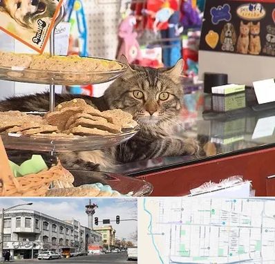 فروشگاه لوازم گربه در 17شهریور