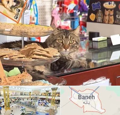 فروشگاه لوازم گربه در بانه