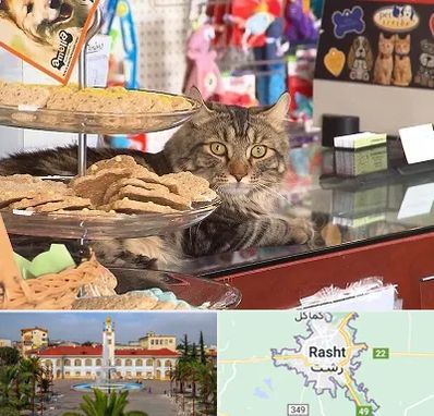 فروشگاه لوازم گربه در رشت