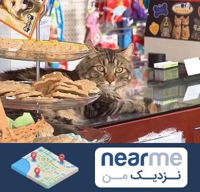 فروشگاه لوازم گربه در نزدیک من