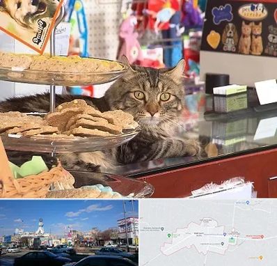 فروشگاه لوازم گربه در ماهدشت کرج