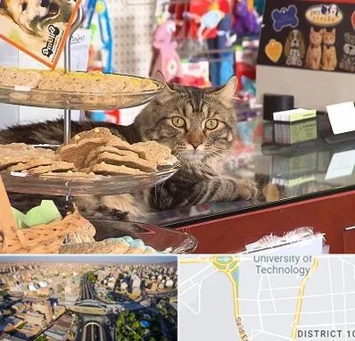 فروشگاه لوازم گربه در استاد معین 