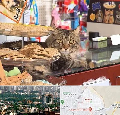 فروشگاه لوازم گربه در عظیمیه کرج