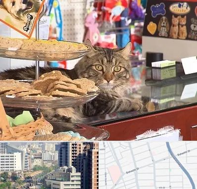 فروشگاه لوازم گربه در خیابان بهشتی