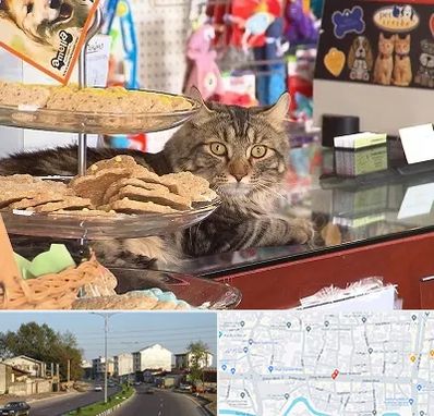 فروشگاه لوازم گربه در ضیابری رشت