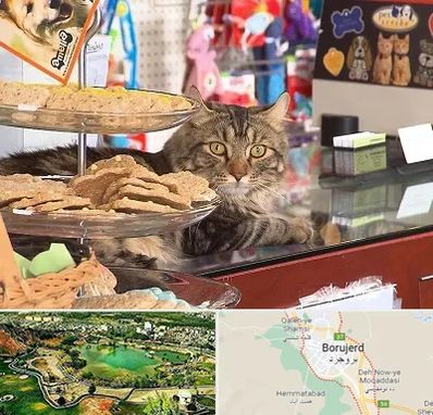فروشگاه لوازم گربه در بروجرد