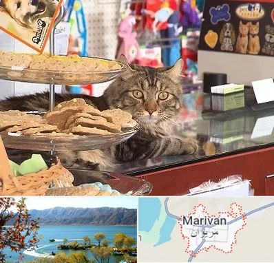 فروشگاه لوازم گربه در مریوان