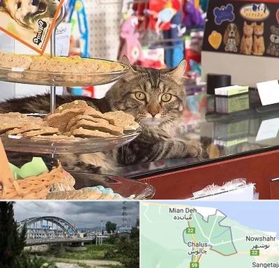 فروشگاه لوازم گربه در چالوس