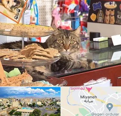 فروشگاه لوازم گربه در میانه