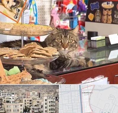 فروشگاه لوازم گربه در اسکندری