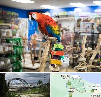 فروشگاه لوازم پرندگان در چالوس