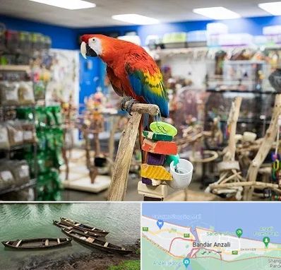 فروشگاه لوازم پرندگان در بندر انزلی