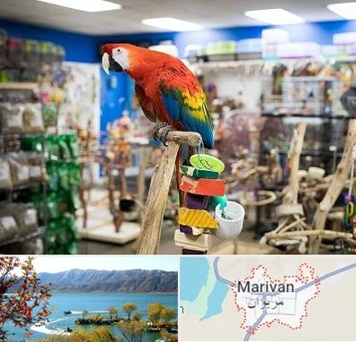 فروشگاه لوازم پرندگان در مریوان