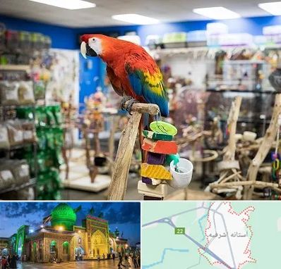 فروشگاه لوازم پرندگان در آستانه اشرفیه