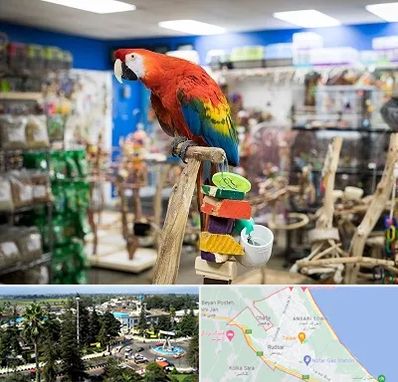 فروشگاه لوازم پرندگان در رودسر