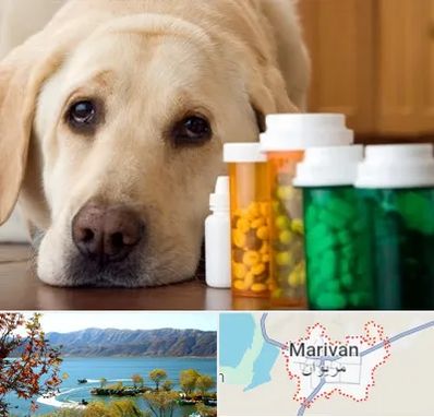 داروخانه دامپزشکی در مریوان