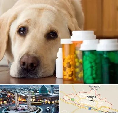 داروخانه دامپزشکی در زنجان