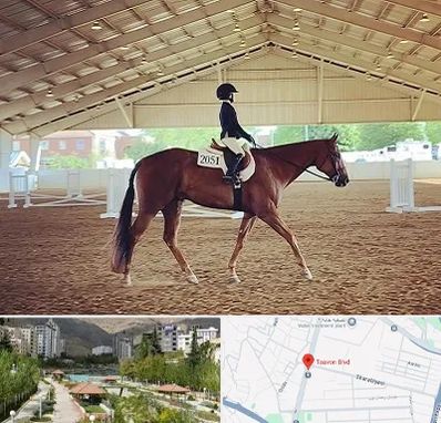 باشگاه سوارکاری در بلوار تعاون