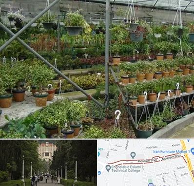 بازار گل و گیاه در بلوار معلم رشت