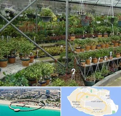 بازار گل و گیاه در کیش