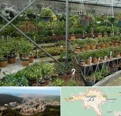 بازار گل و گیاه در گرگان