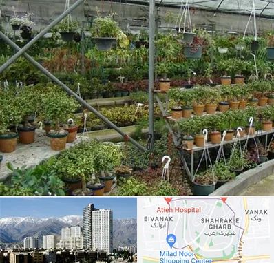 بازار گل و گیاه در شهرک غرب