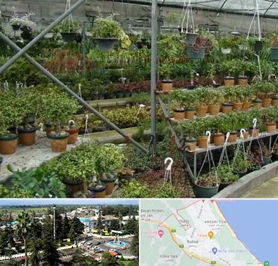 بازار گل و گیاه در رودسر