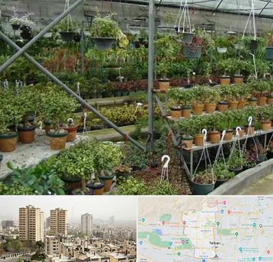 بازار گل و گیاه در منطقه 5 تهران