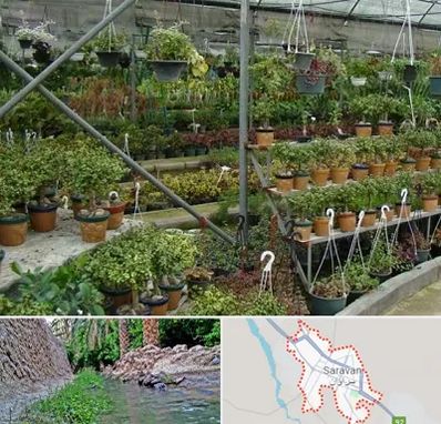 بازار گل و گیاه در سراوان