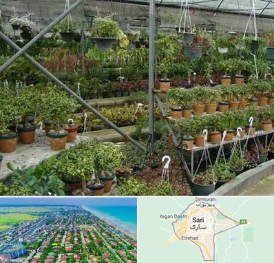 بازار گل و گیاه در ساری