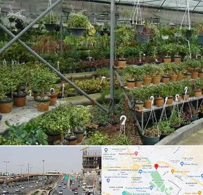 بازار گل و گیاه در بلوار توس مشهد