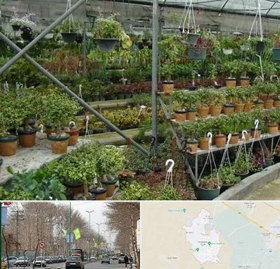 بازار گل و گیاه در نظرآباد کرج