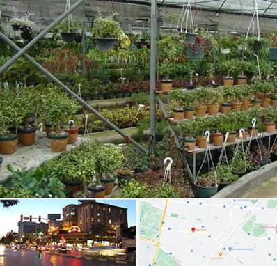 بازار گل و گیاه در بلوار سجاد مشهد