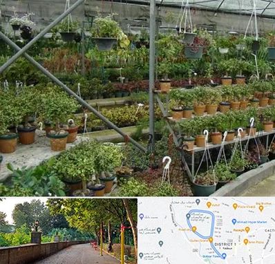 بازار گل و گیاه در فلکه گاز رشت